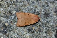 Agrochola lychnidis