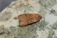 Agrochola lychnidis