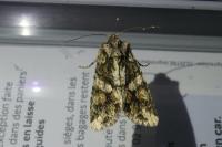Dryobotodes eremita