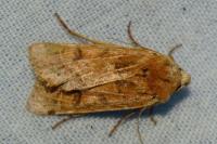 Agrochola