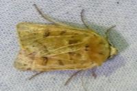 Agrochola
