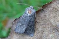 Aporophyla lueneburgensis