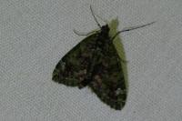 Chloroclysta siterata