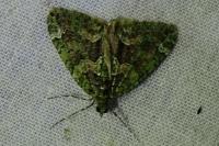 Chloroclysta siterata