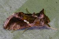 Chrysodeixis chalcites