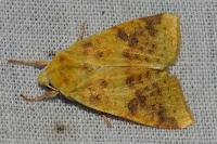 Cirrhia icteritia