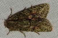 Dryobotodes eremita