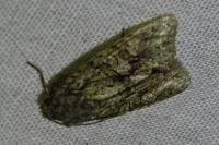 Dryobotodes eremita