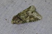 Dryobotodes roboris