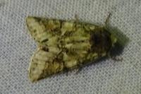 Dryobotodes roboris