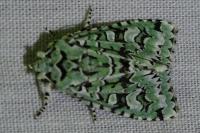Griposia aprilina