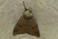 Leptologia lota