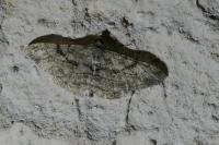 Peribatodes rhomboidaria rhomboidaria