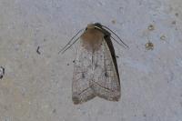 Leptologia macilenta