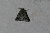 Hadena bicruris