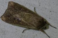 Mythimna unipuncta