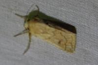 Mythimna vitellina