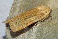 Noctua fimbriata