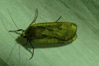 Noctua pronuba