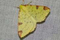 Opisthograptis luteolata