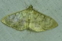 Patania ruralis