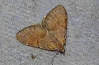 Pennithera firmata firmata