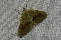 Pennithera firmata firmata