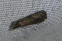 Schrankia costaestrigalis