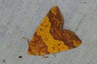 Tiliacea aurago