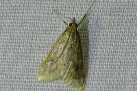 Udea ferrugalis