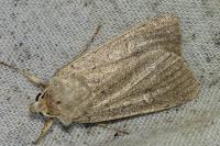Xestia castanea