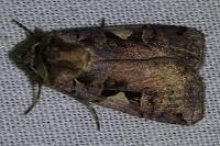 Xestia c-nigrum