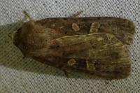 Xestia xanthographa