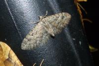 Eupithecia pusillata