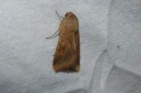 Helicoverpa armigera