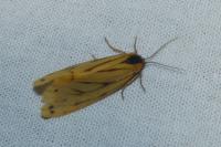Setina irrorella irrorella