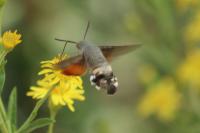 Macroglossum stellatarum