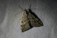 Aplocera