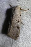 Eugnorisma glareosa