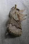 Trichiura crataegi