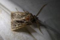 Tholera decimalis