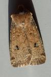 Conistra erythrocephala
