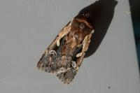 Xestia agathina