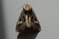 Trigonophora flammea