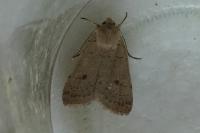 Xestia castanea