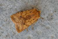 Conistra rubiginea
