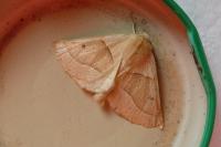 Crocallis elinguaria