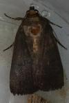 Amphipyra livida