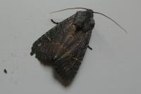 Aporophyla nigra