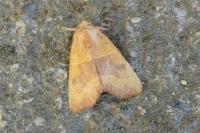 Atethmia centrago